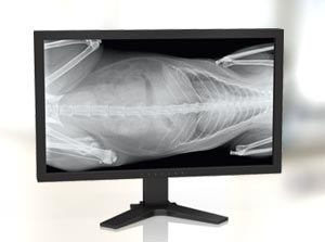 Digitales Röntgen VET in der Tiermedizin