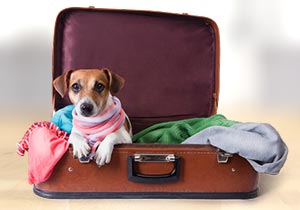 Reisekrankheiten beim Haustier