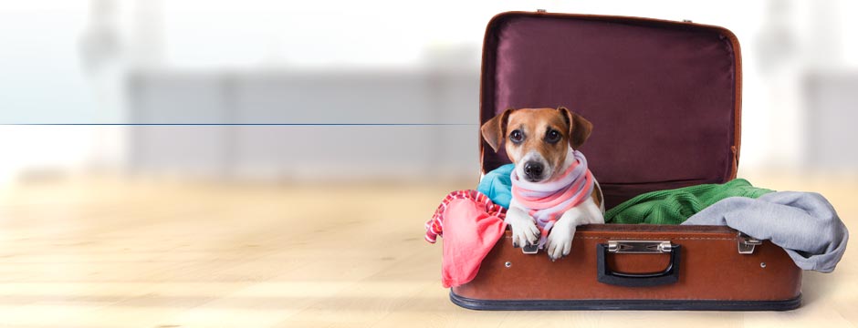 Reisekrankheiten bei Haustieren im Urlaub