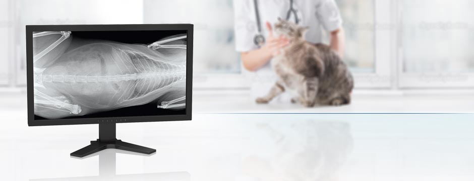 Digitales Röntgen - jetzt neu in IHrer Tierarztpraxis in München